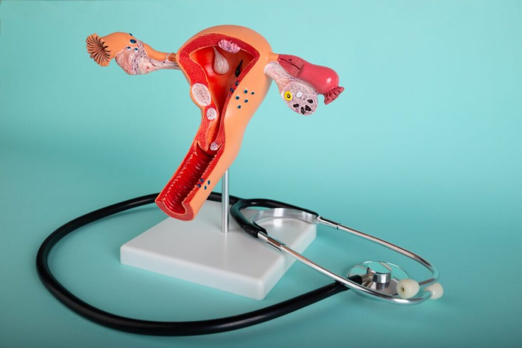 Female anatomical model with stethoscope.
