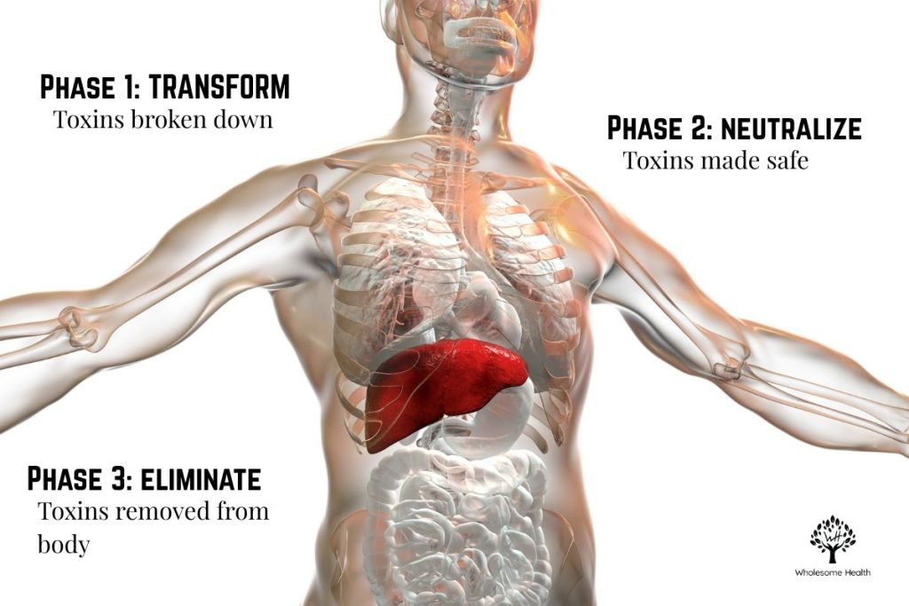 Human anatomy image with liver highlighted and phases of detox. Phase 1: toxins are broken down. Phase 2: toxins are neutralized. Phase 3: toxins are removed from the body.